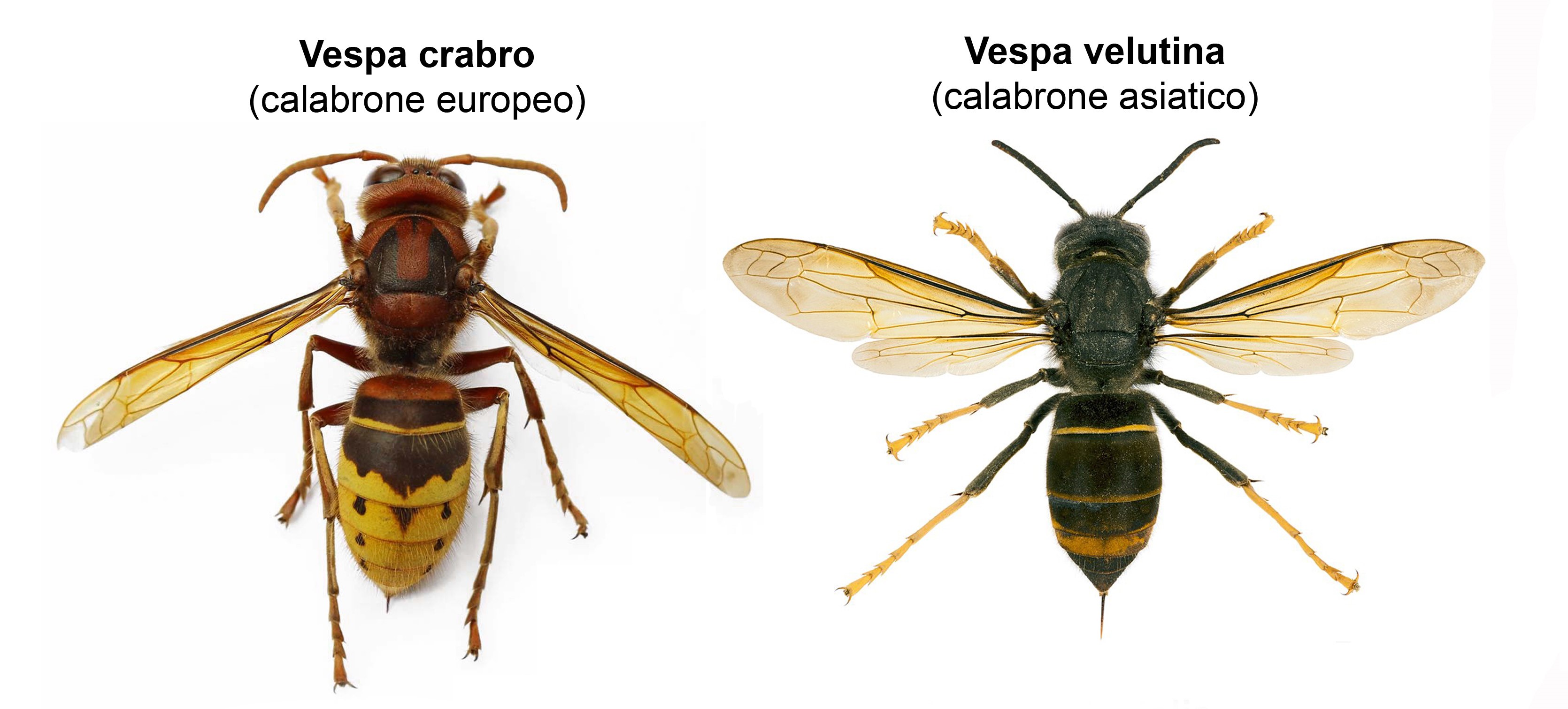 Attenzione alla Vespa Velutina