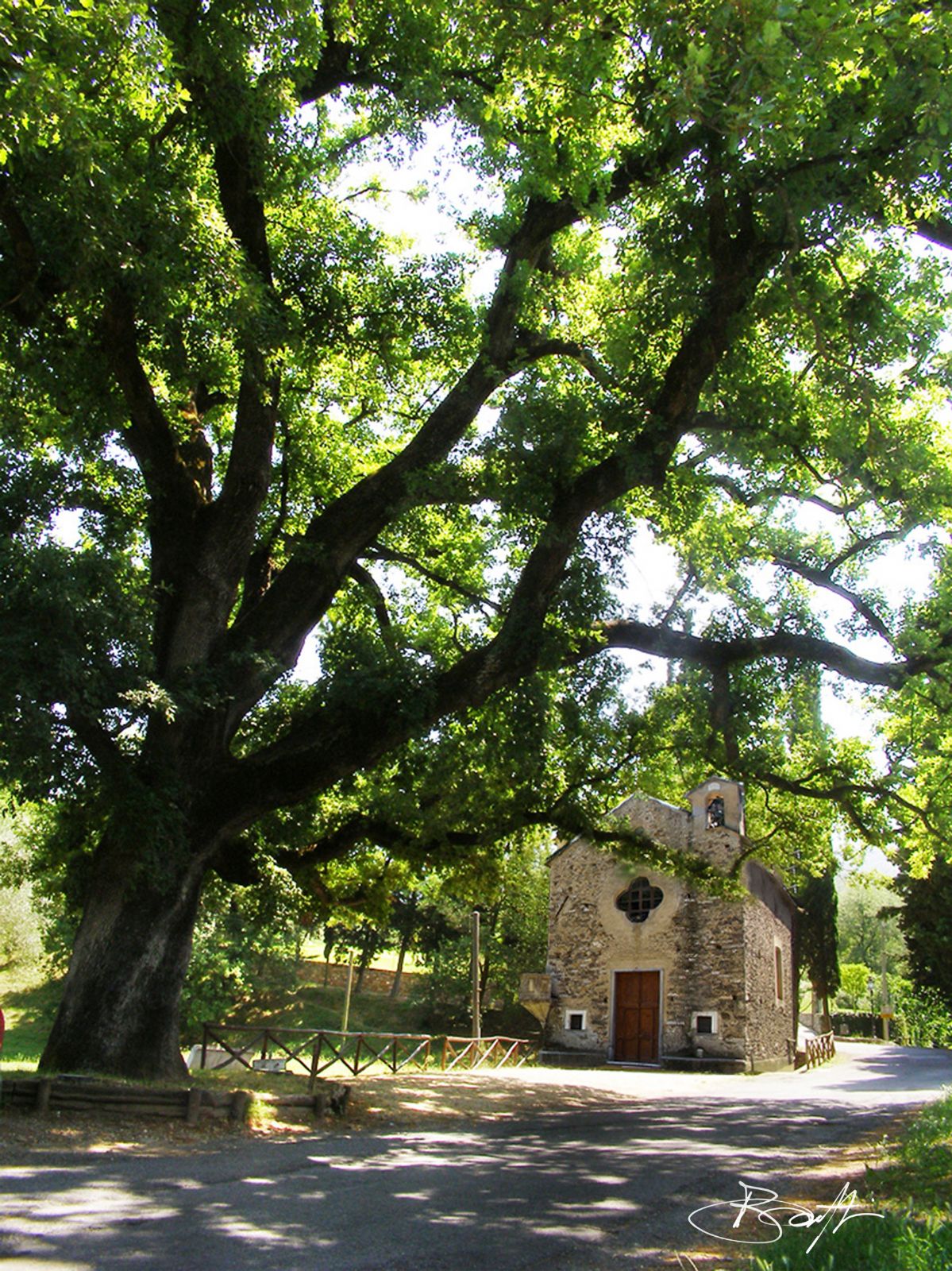 Quercia di San Rocco